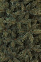 Triumph Tree Forest Frosted Pine Newgrowth Blue 260 thumbnail