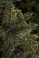 Afbeelding bij Triumph Tree Forest Frosted Pine Newgrowth Blue 260