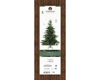 Everlands Grandis fir 300 cm thumbnail