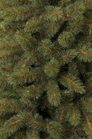 Triumph Tree Bristlecone Fir Green 185 thumbnail