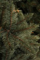 Triumph Tree Forest Frosted Pine Newgrowth Blue 155 (showmodel) thumbnail