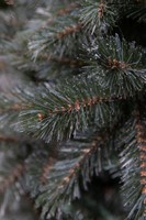 Triumph Tree Forest Frosted Pine Newgrowth Blue 215 thumbnail