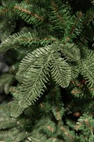 Triumph Tree Abies Nordmann de Luxe Green 185 (showmodel) thumbnail