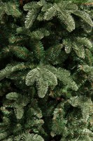 Triumph Tree Abies Nordmann de Luxe Green 185 (showmodel) thumbnail