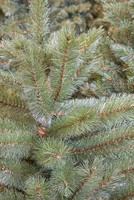 Triumph Tree Slim Forest Frosted Pine Green 185 (showmodel) thumbnail