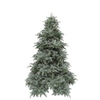 Triumph Tree Abies Nordmann Forest blue de Luxe 215 thumbnail