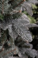 Triumph Tree Abies Nordmann Forest blue de Luxe 215 thumbnail