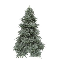 Triumph Tree Abies Nordmann Forest blue de Luxe 230 thumbnail