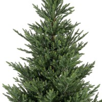 Everlands Norway spruce 240 cm thumbnail