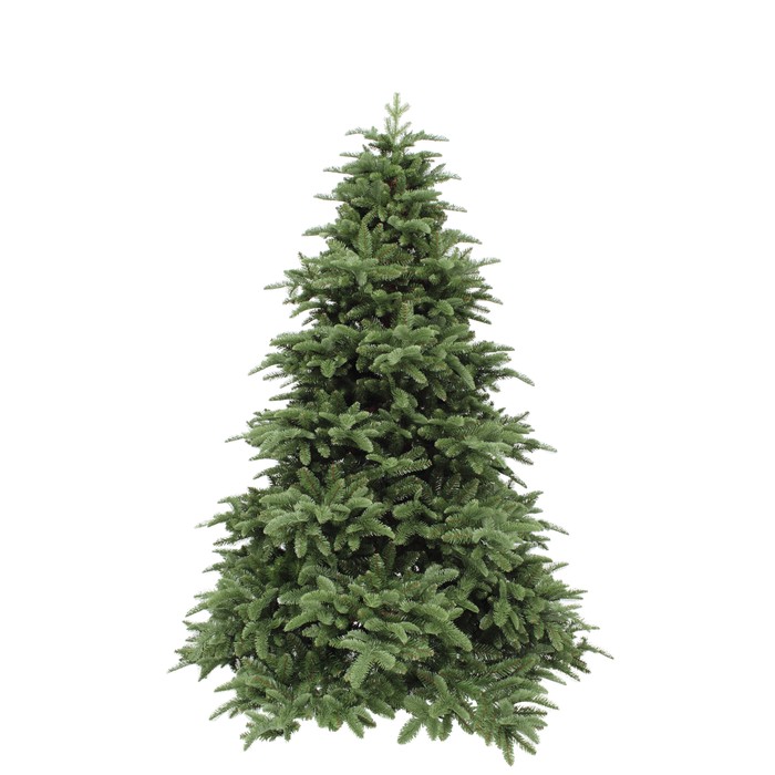 Triumph Tree Abies Nordmann de Luxe Green 215 (showmodel)