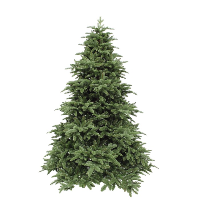 Triumph Tree Abies Nordmann de Luxe Green 230