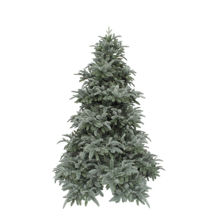 Triumph Tree Abies Nordmann Forest blue de Luxe 215