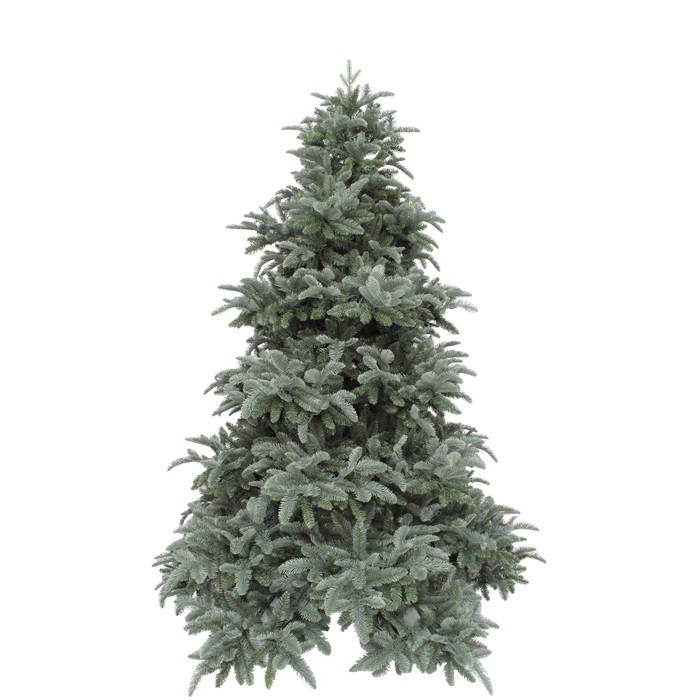 Triumph Tree Abies Nordmann Forest blue de Luxe 230